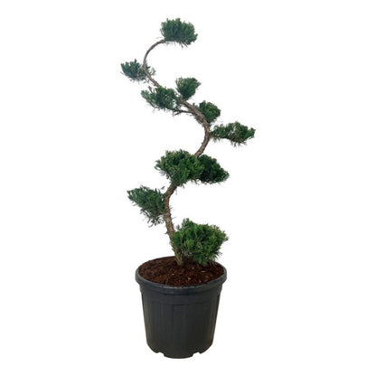 Juniperus pf. &