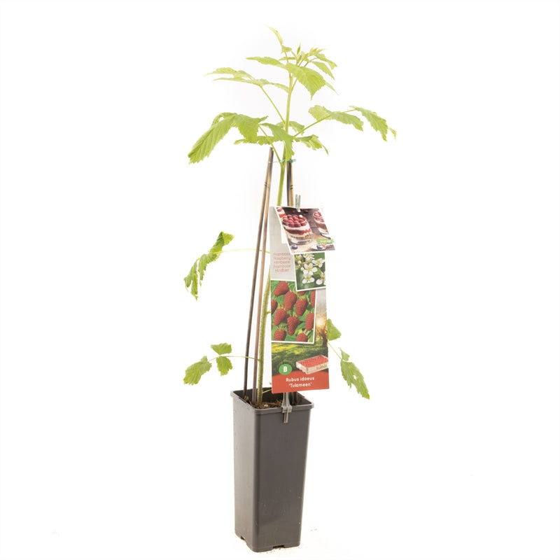 Hallon - Rubus idaeus &