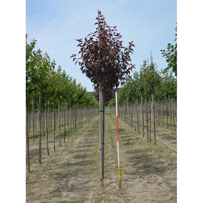 Prydnadskörsbär - Prunus serrulata 'Royal Burgundy'  - Stammens omkrets 14-16 cm, höjd 3,5-4 meter,  HS,