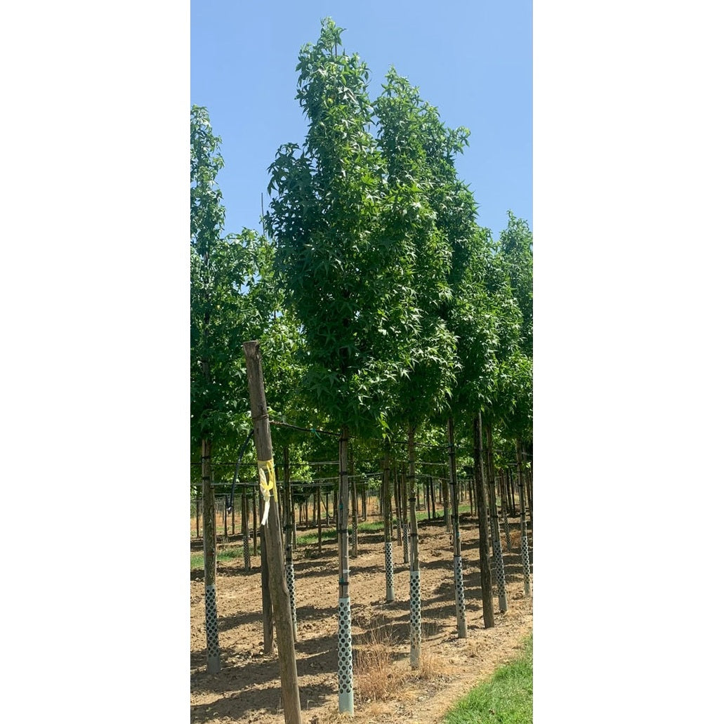 Ambraträd - Liquidambar styraciflua &