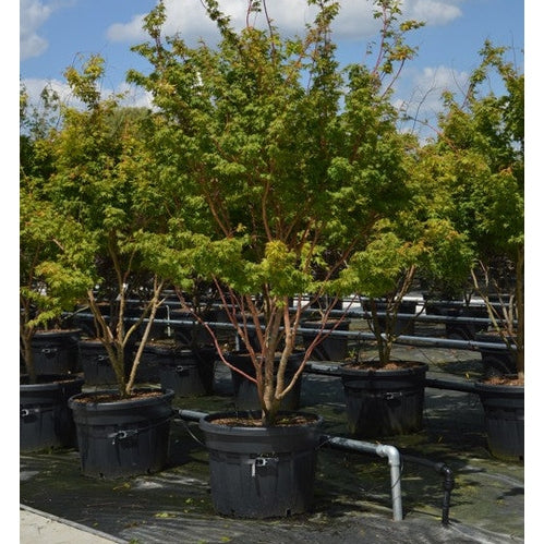 Japansk lönn - Acer palmatum 'Sangokaku' 250-300 MS CONT