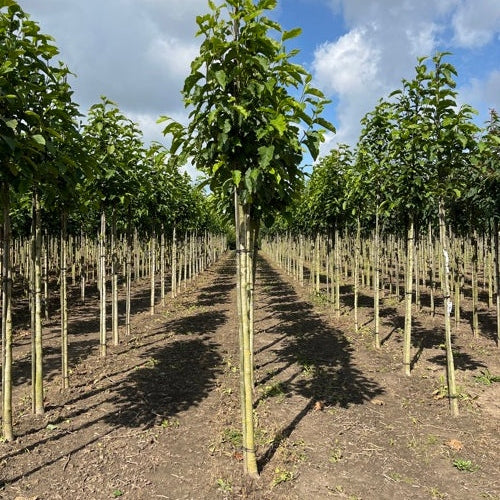 Japansk magnolia - Magnolia kobus  - Stammens omkrets 14-16 cm, höjd 3,5-4 meter,   HS,