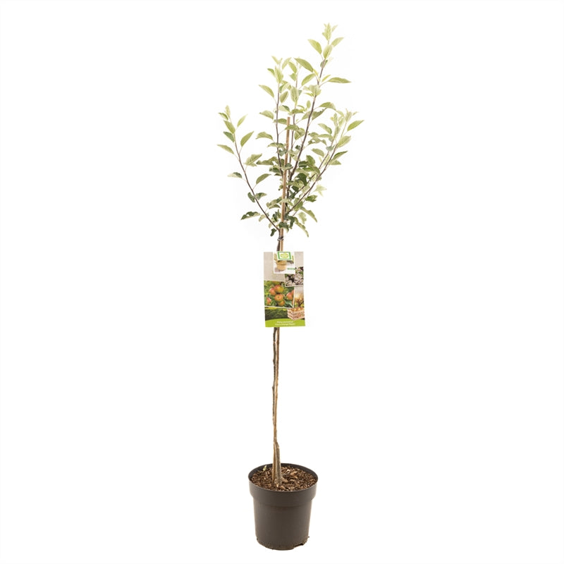 Malus domestica &