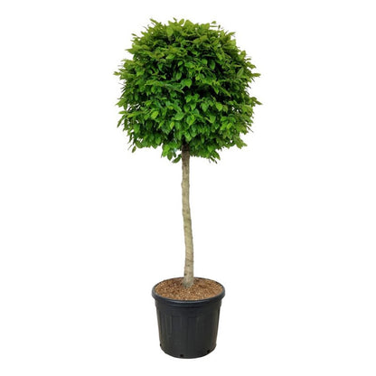 Carpinus betulus Stamträd 125 cm C90 (90 liters kruka)