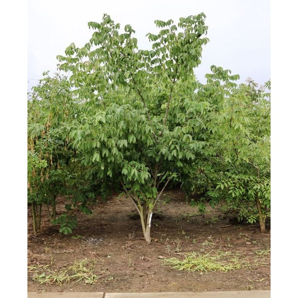 Falskt korkträd - Tetradium daniellii 300-350 MS