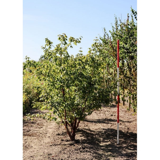 Kopparlönn - Acer griseum 200-250 MS