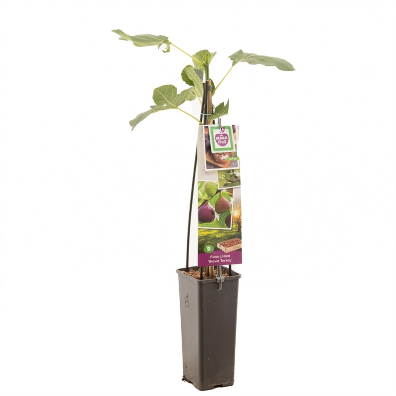 Ficus carica &