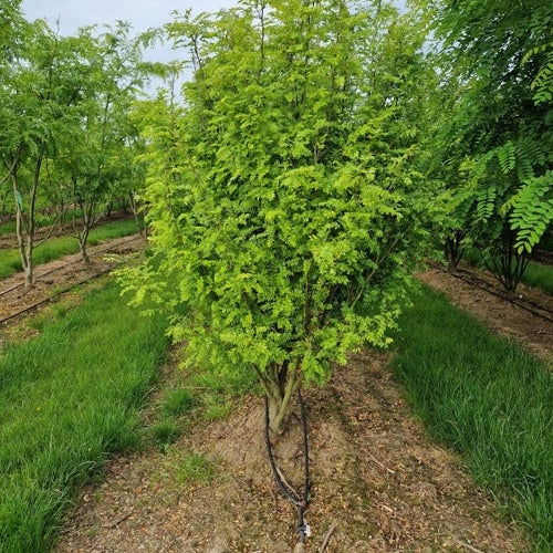Korstörne - Gleditsia triacanthos 'Elegantissima' 200-250 MS