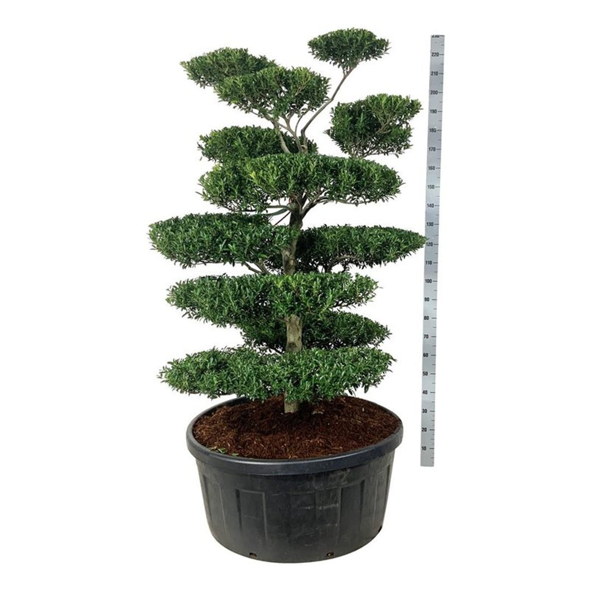 Ilex crenata &