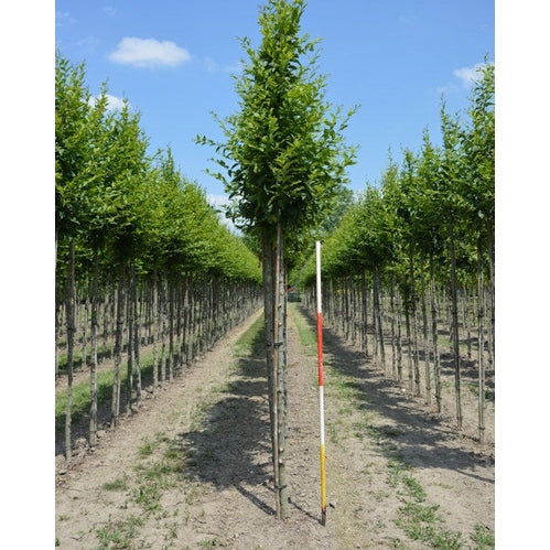 Pyramidavenbok - Carpinus betulus 'Fastigiata' 12-14  HS,