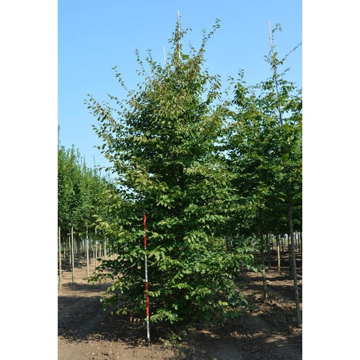 Avenbok - Carpinus betulus  - Stammens omkrets 20-25 cm, höjd 4-4,5 meter,  GEV