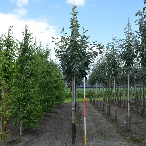 Bergoxel - Sorbus latifolia 'Henk Vink' 12-14 HS,