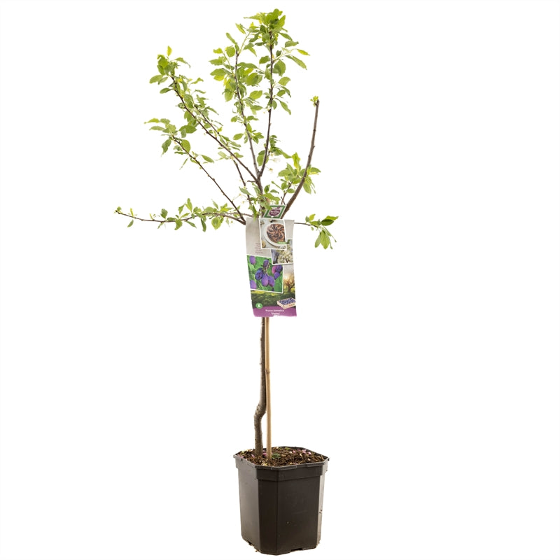 Prunus domestica &