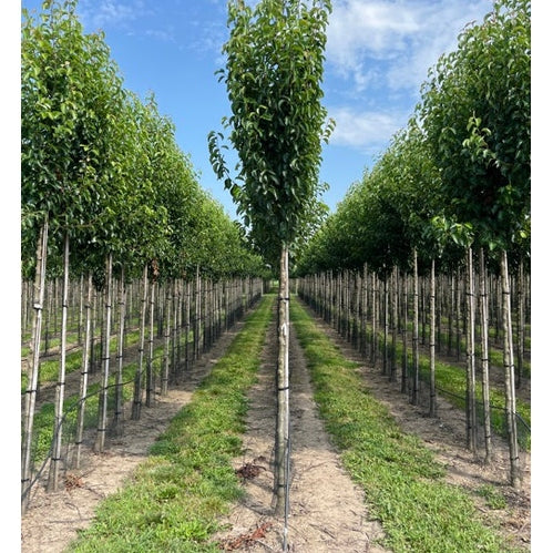 Litet kinapäron - Pyrus calleryana 'Chanticleer' 12-14 HS,