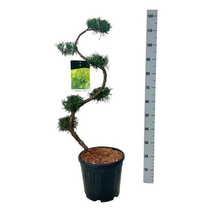 Juniperus pf. &