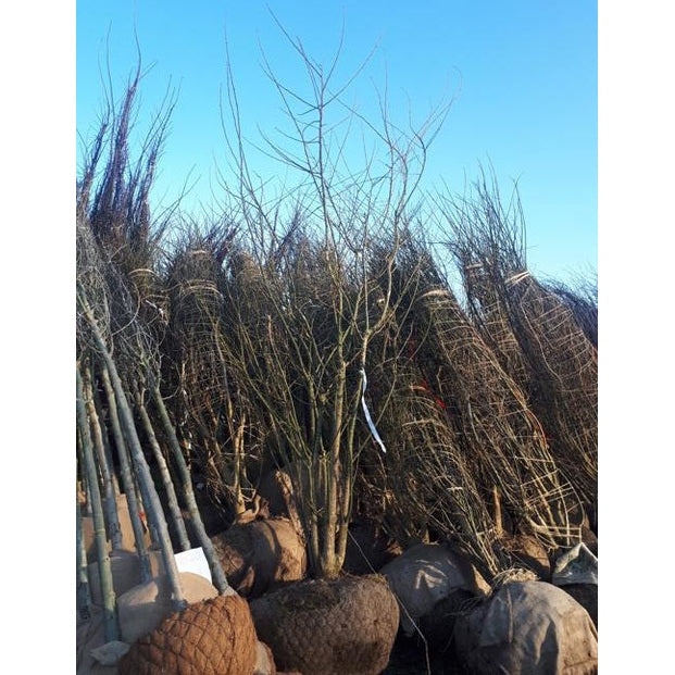 Pagodträd - Sophora japonica 350-400 MS