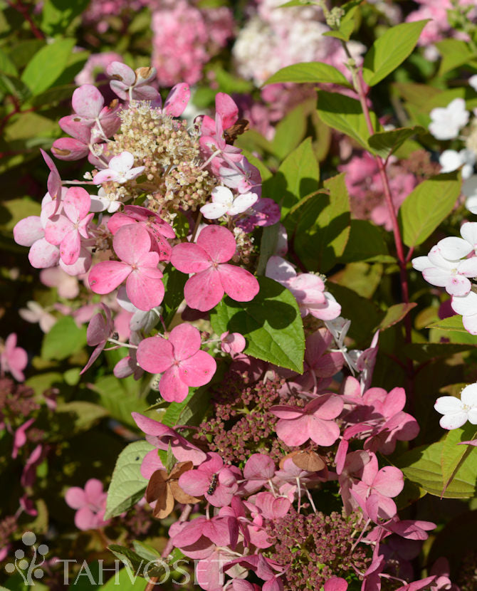 Vipphortensia &