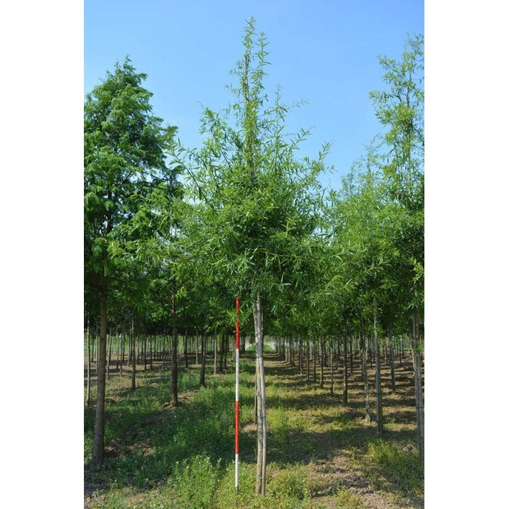 Pilek - Quercus phellos  - Stammens omkrets 16-18 cm, höjd 3,5-4 meter,  HS,
