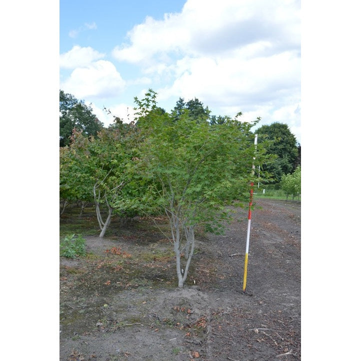 Japansk lönn - Acer palmatum 200-250 MS COCO