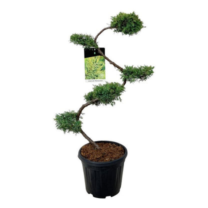 Juniperus pf. &