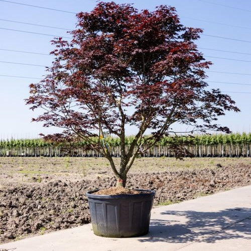 Japansk blodlönn - Acer palmatum 'Bloodgood' 300-350 MS CONT