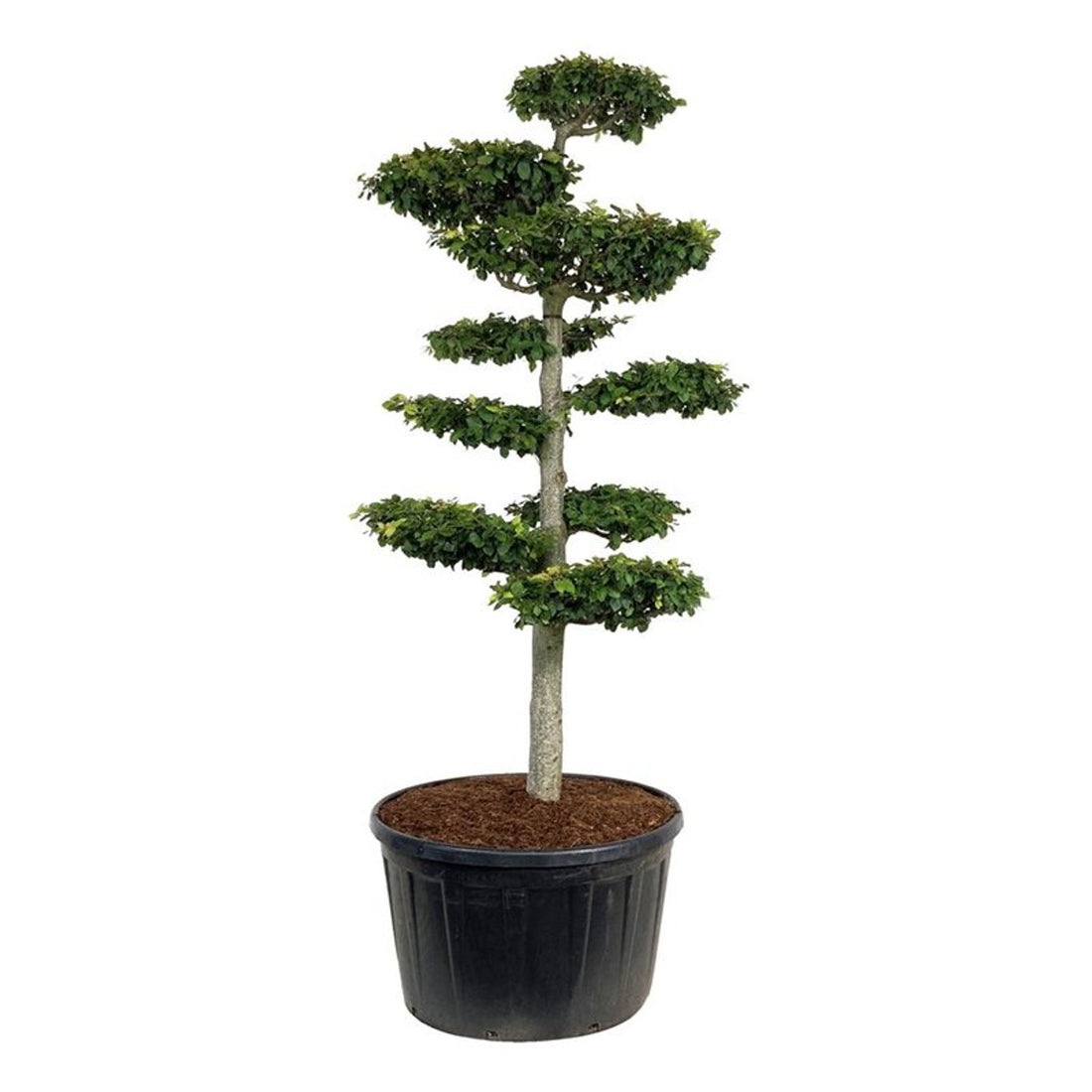 Fagus sylvatica Bonsai 200-225 cm C285 (285 liters kruka)