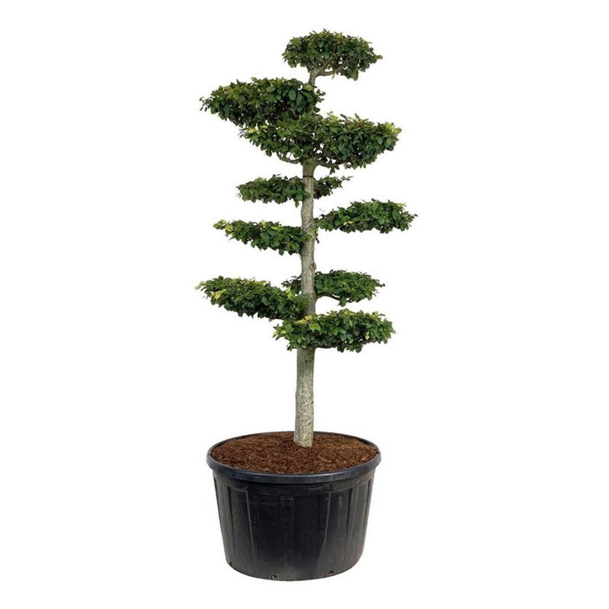 Fagus sylvatica Bonsai 200-225 cm C285 (285 liters kruka)