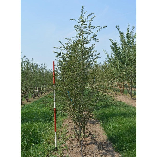 Rosenhagtorn - Crataegus media &