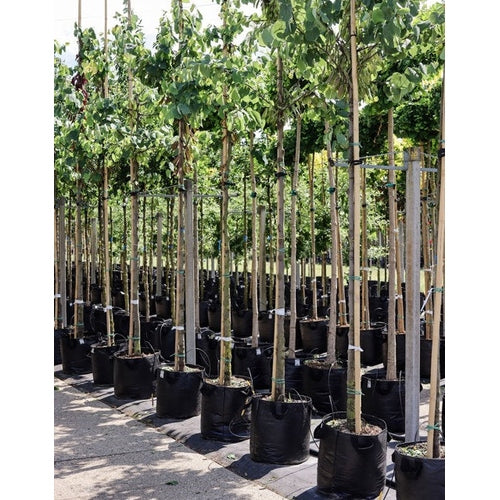 Judasträd - Cercis siliquastrum 12-14 HS, CONT