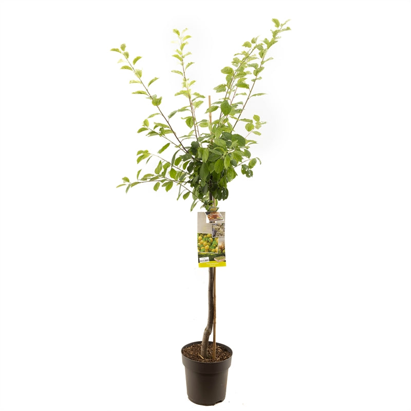 Malus domestica &