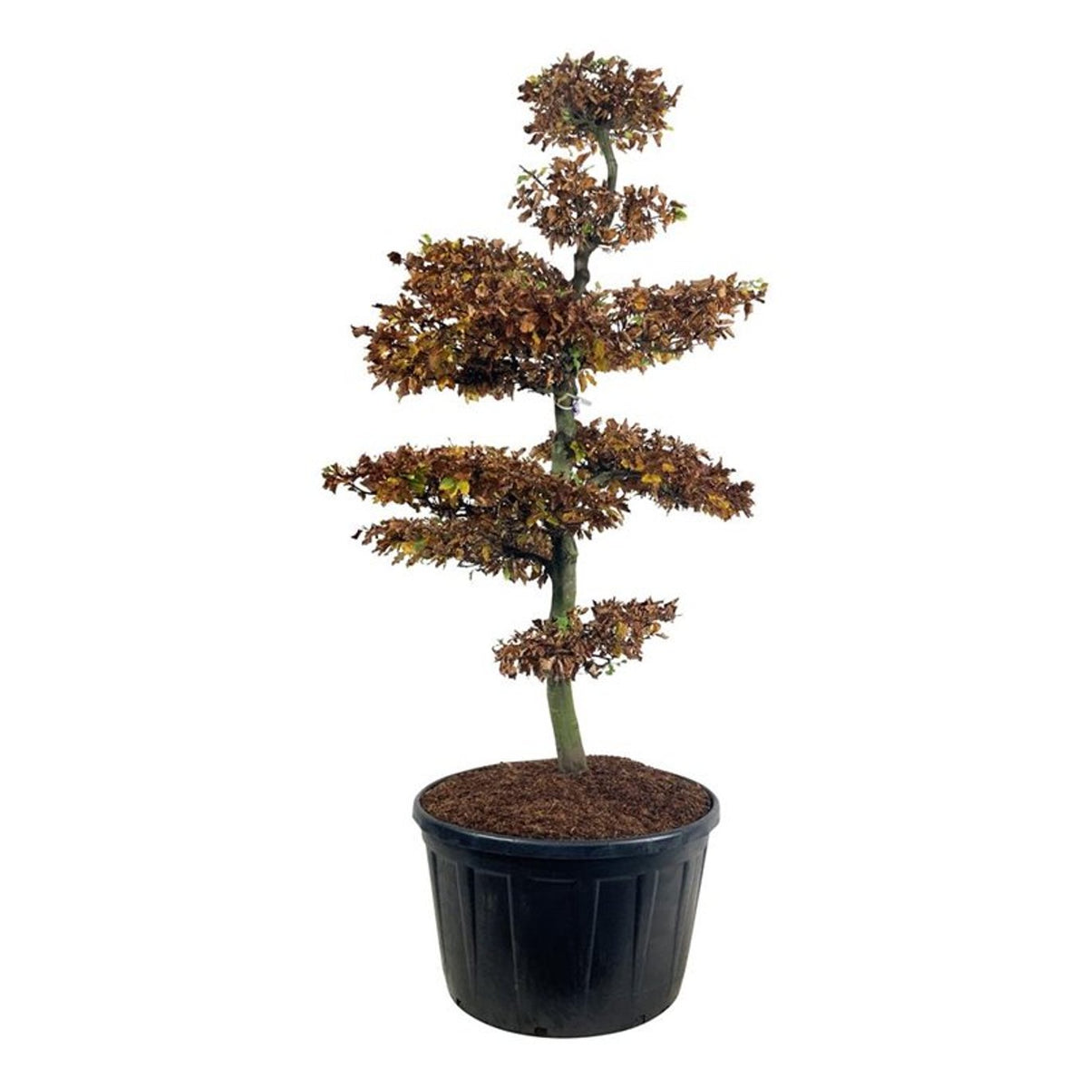 Fagus sylvatica Bonsai 200-225 cm C285 (285 liters kruka)