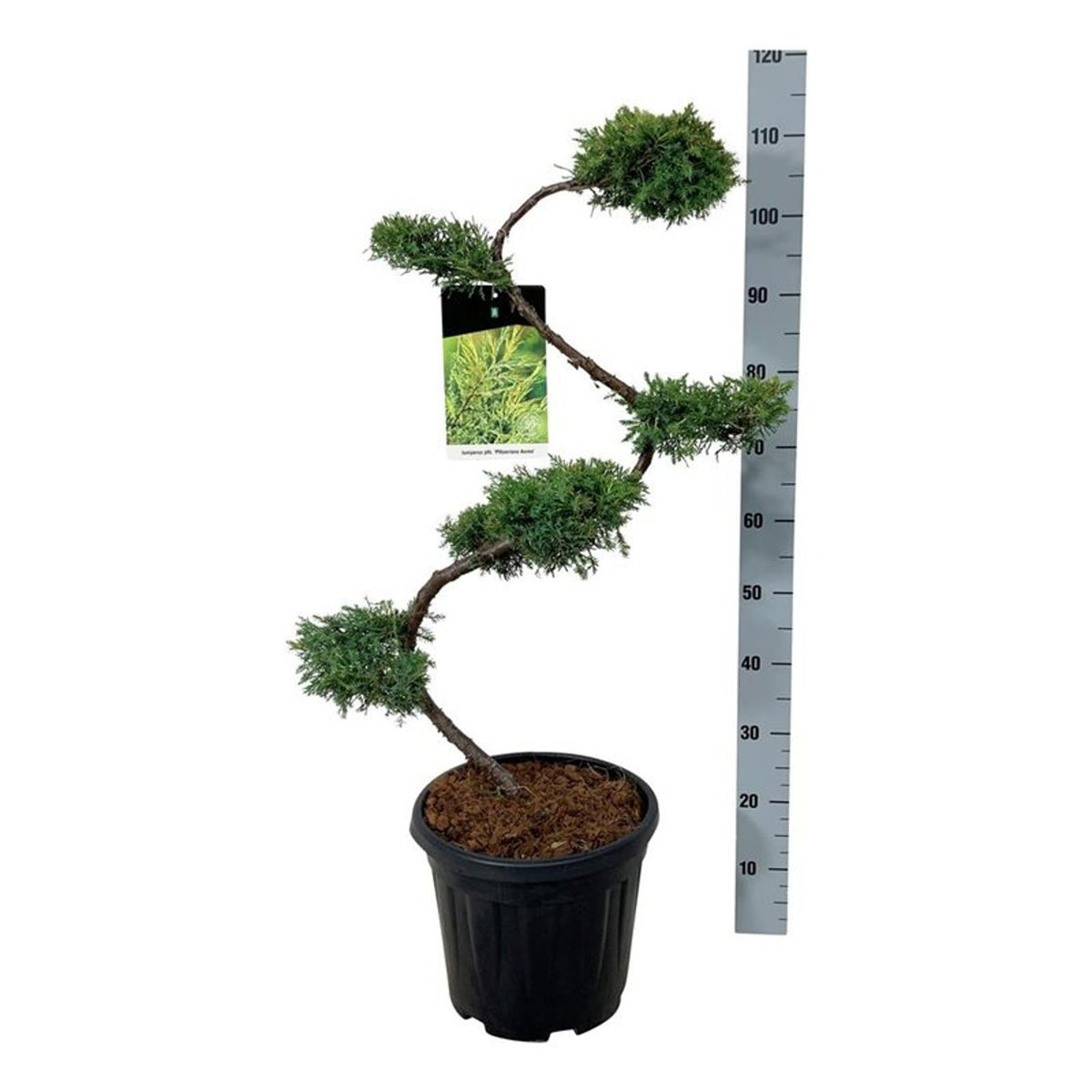 Juniperus pf. &