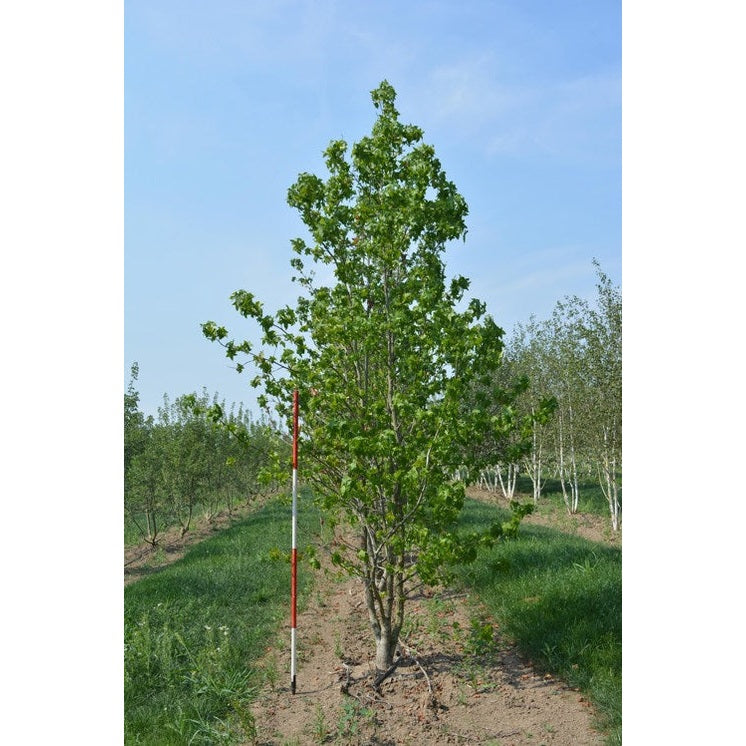 Ambraträd - Liquidambar styraciflua 400-450 MS COCO