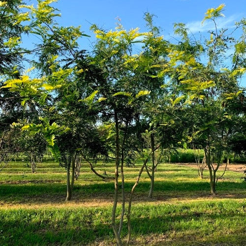 Korstörne - Gleditsia triacanthos 'Sunburst' 300-350 MS