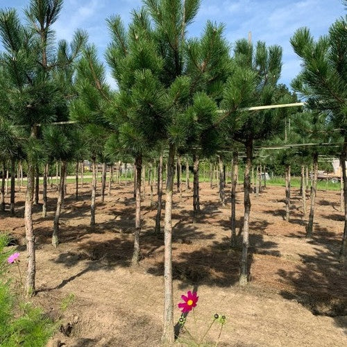 Svarttall - Pinus nigra  - Stammens omkrets 20-25 cm, höjd 4-4,5 meter,  HS,