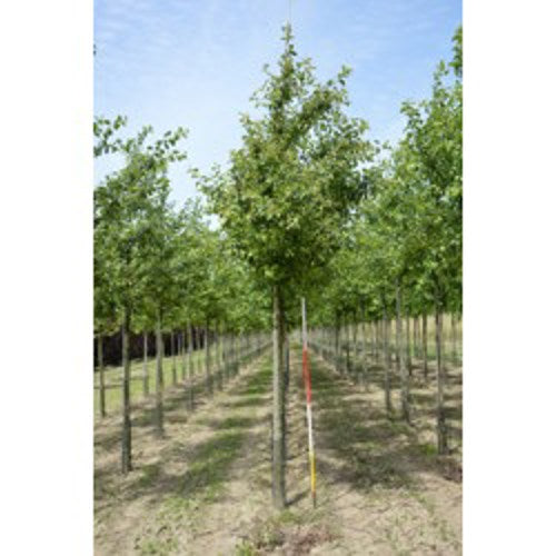 Prydnadsapel - Malus 'Evereste'  - Stammens omkrets 16-18 cm, höjd 3,5-4 meter,   HS,