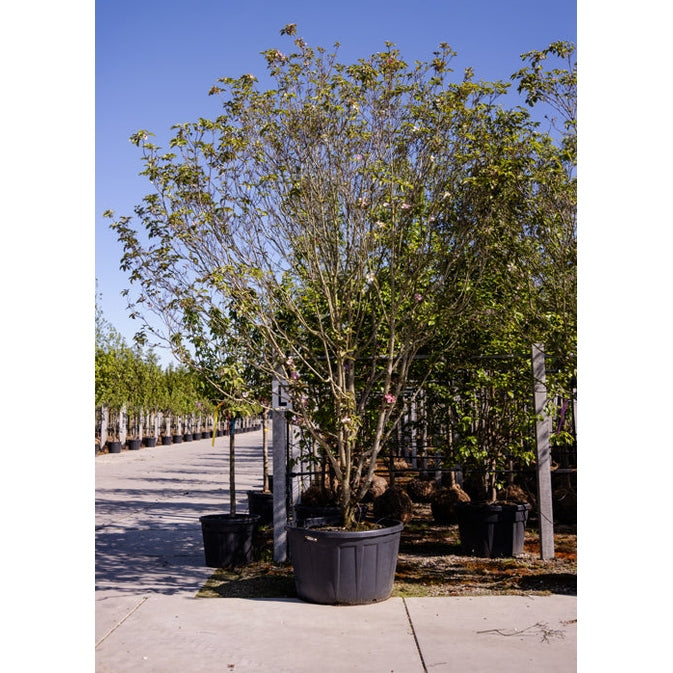 Blomsterkornell - Cornus florida &