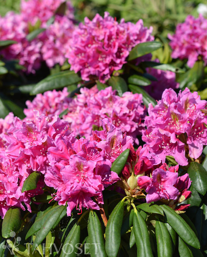 Rododendron &