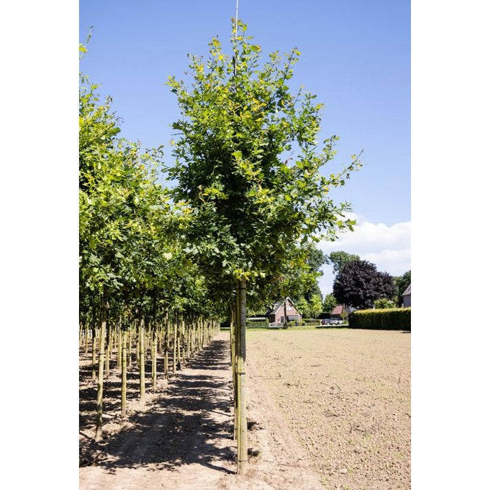 Ek - Quercus robur  - Stammens omkrets 14-16 cm, höjd 3,5-4 meter,  HS,
