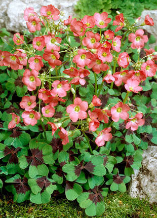 Rosettoxalis-Oxalis Deppei 20-pak