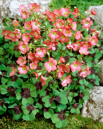 Rosettoxalis-Oxalis Deppei 20-pack