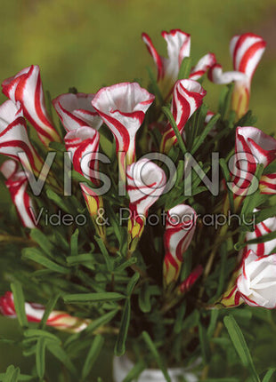 Polkagris oxalis-Oxalis Versicolor 20-pak