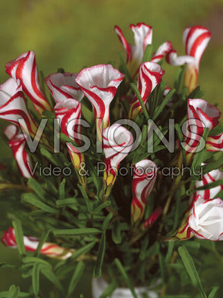 Polkagris oxalis-Oxalis Versicolor 20 kpl