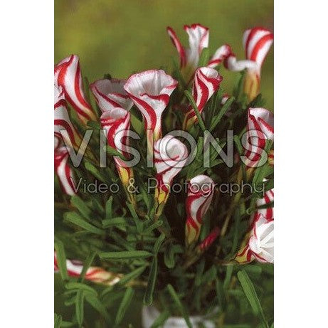 Polkagrisoxalis-Oxalis Versicolor 20-pack