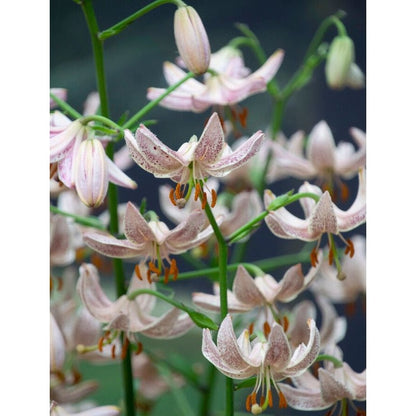 Krollilja-Lilium martagon &