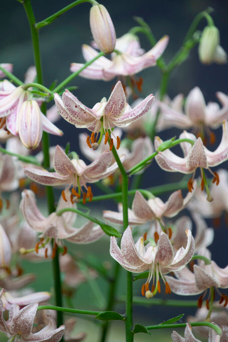 Krollilja-Lilium martagon 'Pink Morning' 1-pack