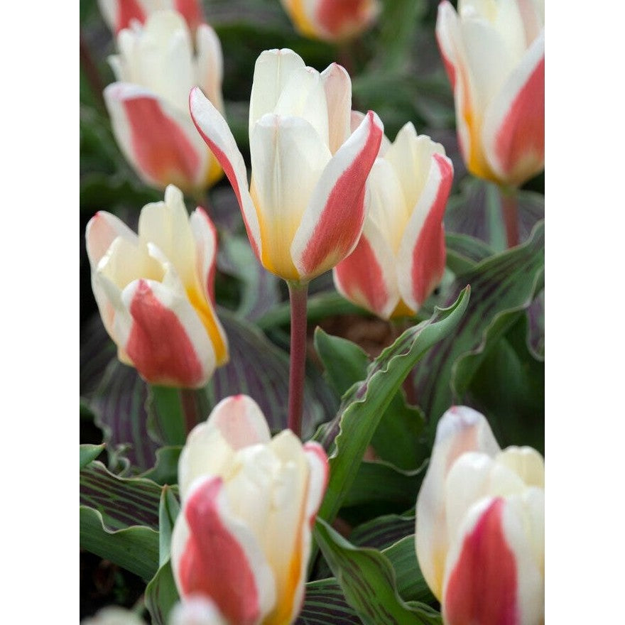 Tulpan Johan Strauss 7-pack