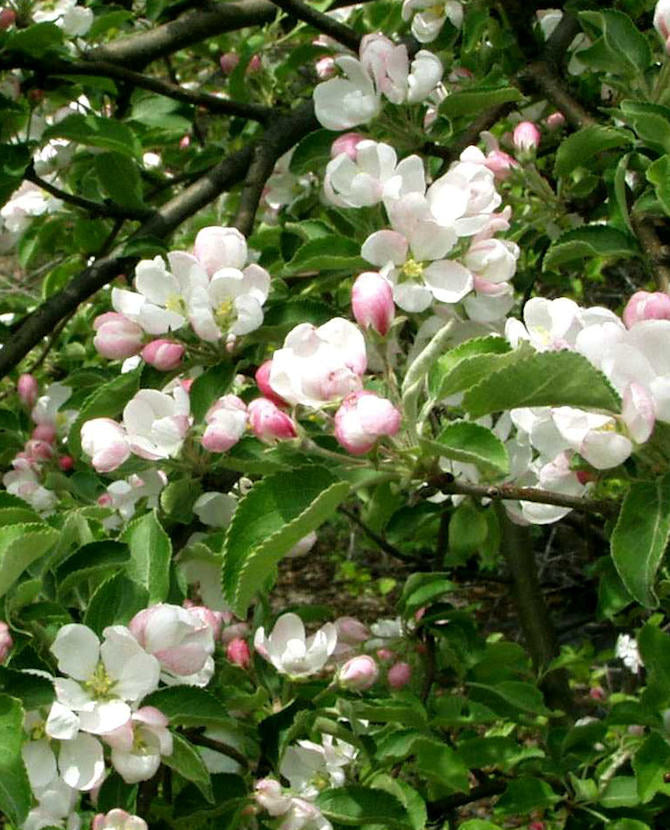 Paradisäppelträd Malus &