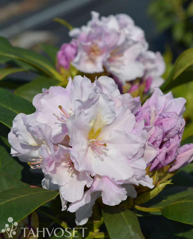 Rododendron &