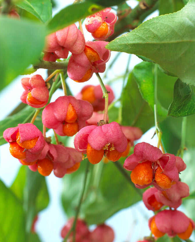 Europabenved Euonymus europaeus, 3 liters kruka